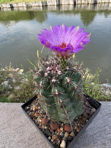 Thelocactus bicolor